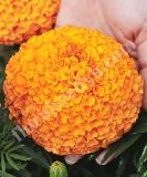 17525696953914_bindi-orange.jpg
