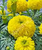 17525696957674_c8-yellow.jpg