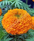 17525696958614_c9-orange.jpg