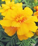 17526370174168_gold-is.jpg