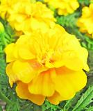 17526370175409_yellow-is.jpg