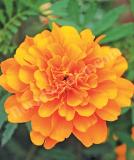 17526370179161_orange-is.jpg