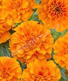 17526476869668_orange-is.jpg