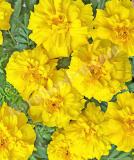17526476869879_yellow-is.jpg