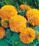 17526510501778_orange-is.jpg