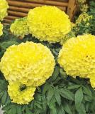 17526510507565_primrose-is.jpg