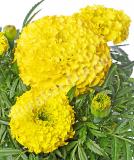 17526510507696_yellow-is.jpg