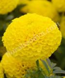 17526516431262_yellow-is.jpg