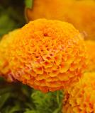 17526516433705_orange-is.jpg