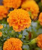 17526540388194_orange-is.jpg