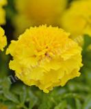 17526540388769_yellow-is.jpg