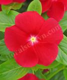 17526575073227_really-red-is.jpg