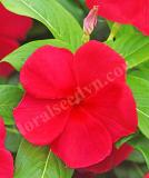 17526575075344_dark-red-is.jpg