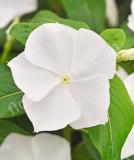 17526575193407_white-is.jpg