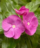 17527159191726_cora-xdr-orchid-is.jpg