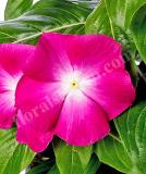 17527159197862_cora-xdr-magenta-halo-is.jpg