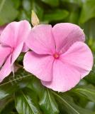 17527159198925_light-pink-is.jpg