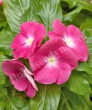 17527159199077_pink-halo-is.jpg