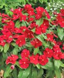 17527159199361_cora-classic-red-is.jpg
