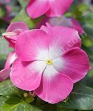 17527187741715_mage-bloom-pink-halo-is.jpg