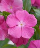 17527187741946_vin-bigdady-peach-pink-is.jpg