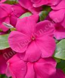 17527187742802_vinca-mega-bloom-purple-is.jpg