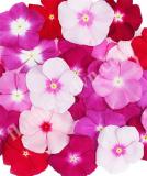 17527187743032_vinca-mega-bloom-mix-is.jpg