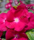 17527187744069_vinca-mega-bloom-raspberry-is.jpg