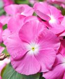 17527187745587_vin-big-daddy-pink-is.jpg