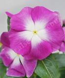 17527187746292_vin-mega-bloom-orchid-halo-is.jpg