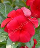 17527187747190_dark-red-is.jpg