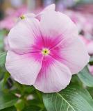 17527187748092_vin-mega-bloom-icy-pink-is.jpg
