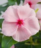 17527187749379_vinca-bigdaddy-apricot-is.jpg