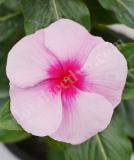 17527187749857_mega-bloom-strawberry-is.jpg