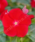 17527187756749_vinca-mega-bloom-red-is.jpg