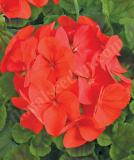17527205071438_fger262-deep-red-is.jpg