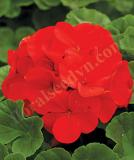 17527205076294_fger264-deep-scarlet-is.jpg