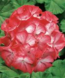 17527205077876_fger269-scarlet-star-is.jpg