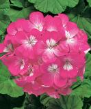 17527205078079_fger263-deep-rose-is.jpg
