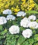 17527205078963_fger272-white-is.jpg