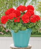 17527217924631_landscaper-red-is.jpg