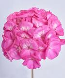 17527232741846_e187-geranium-day-rose-bicolour-is.jpg
