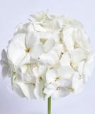17527232741974_e179-geranium-day-white-is.jpg
