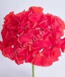 17527232743511_e365-geranium-day-light-scarlet-is.jpg