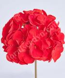 17527232743512_e184-geranium-day-deep-red-is.jpg