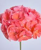 17527232743749_e183-geranium-day-salmon-is.jpg
