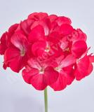 17527232743902_e367-geranium-day-red-bicolour-is.jpg