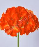 17527232744432_e786-geranium-day-orange-is.jpg