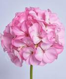17527232746739_e182-geranium-day-light-pink-is.jpg