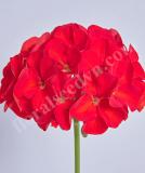17527232747039_e180-geranium-day-bright-red-is.jpg